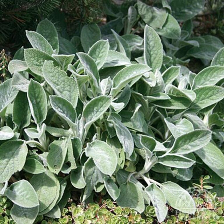 Lamb’s Ears (Stachys) Perennials › Anything Grows