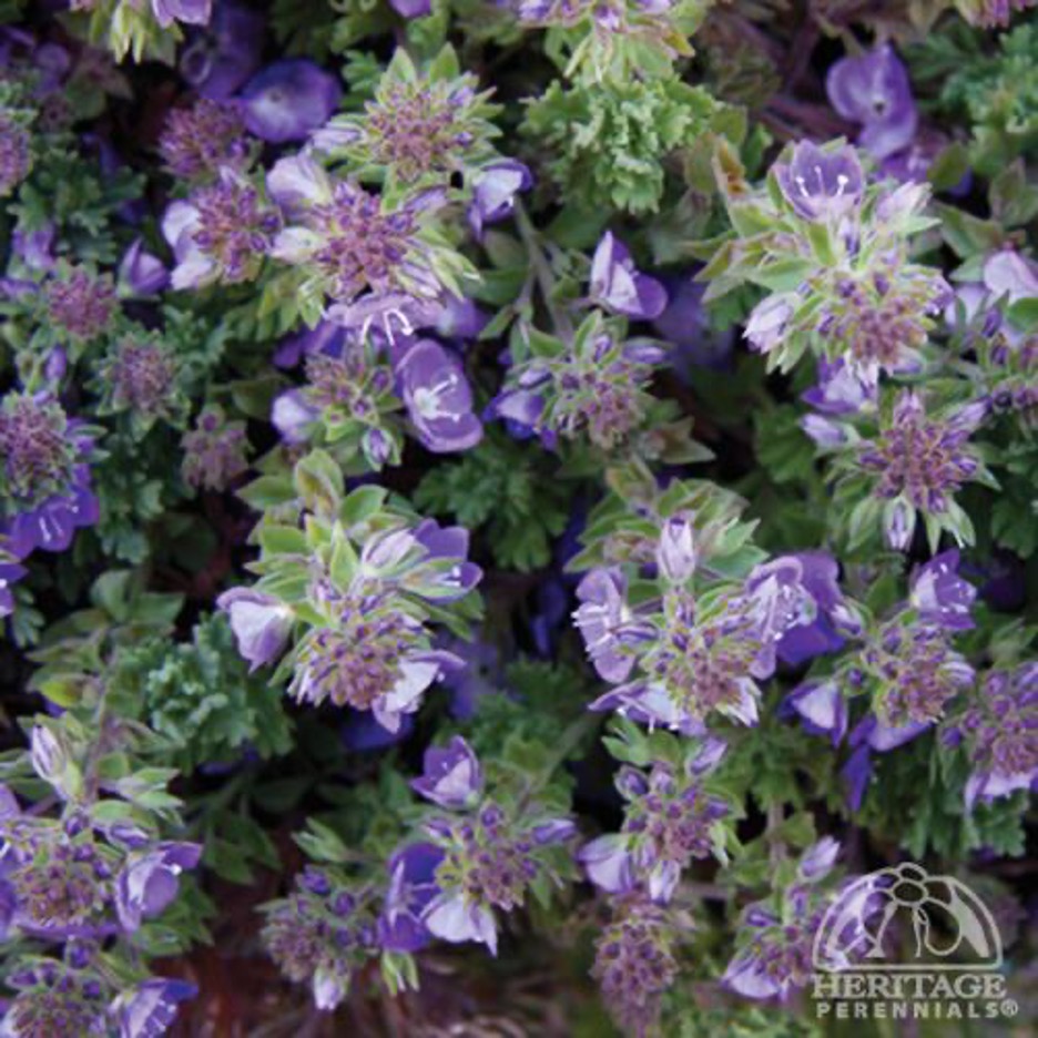 Creeping Speedwell (Veronica) Perennials › Anything Grows