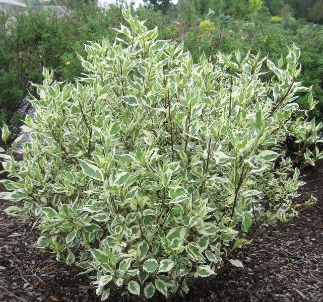 Ivory Halo Dogwood Trees & Shrubs › Anything Grows