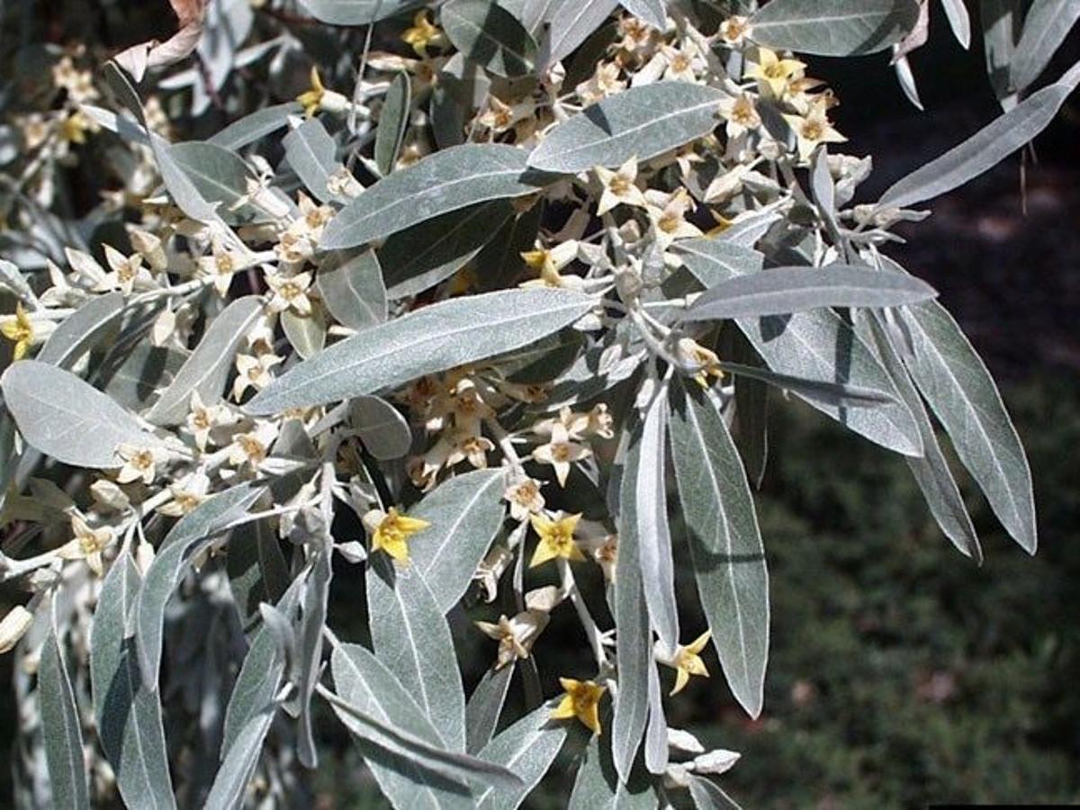 Russian Olive Trees & Shrubs › Anything Grows