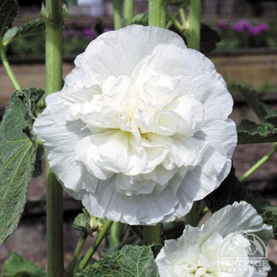Hollyhock (Alcea) Perennials › Anything Grows