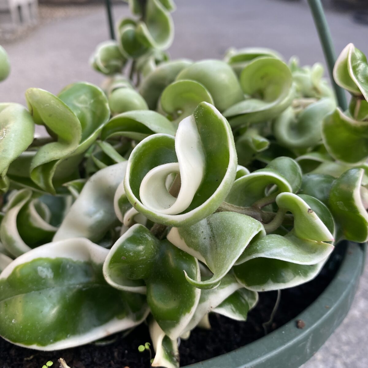 Hoya Hindu Rope Variegated (Hoya compacta ‘Crispa Variegata’) › Anything Grows