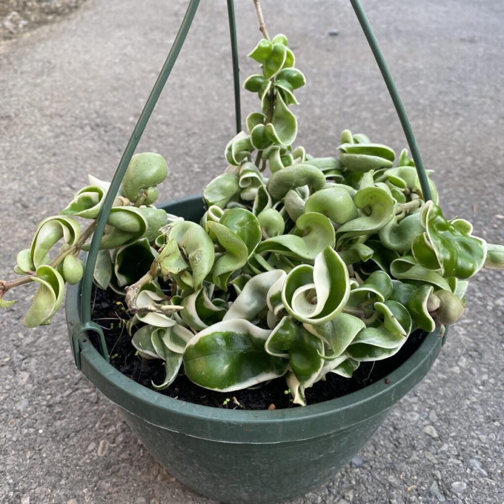 Hoya Hindu Rope Variegated (Hoya compacta ‘Crispa Variegata