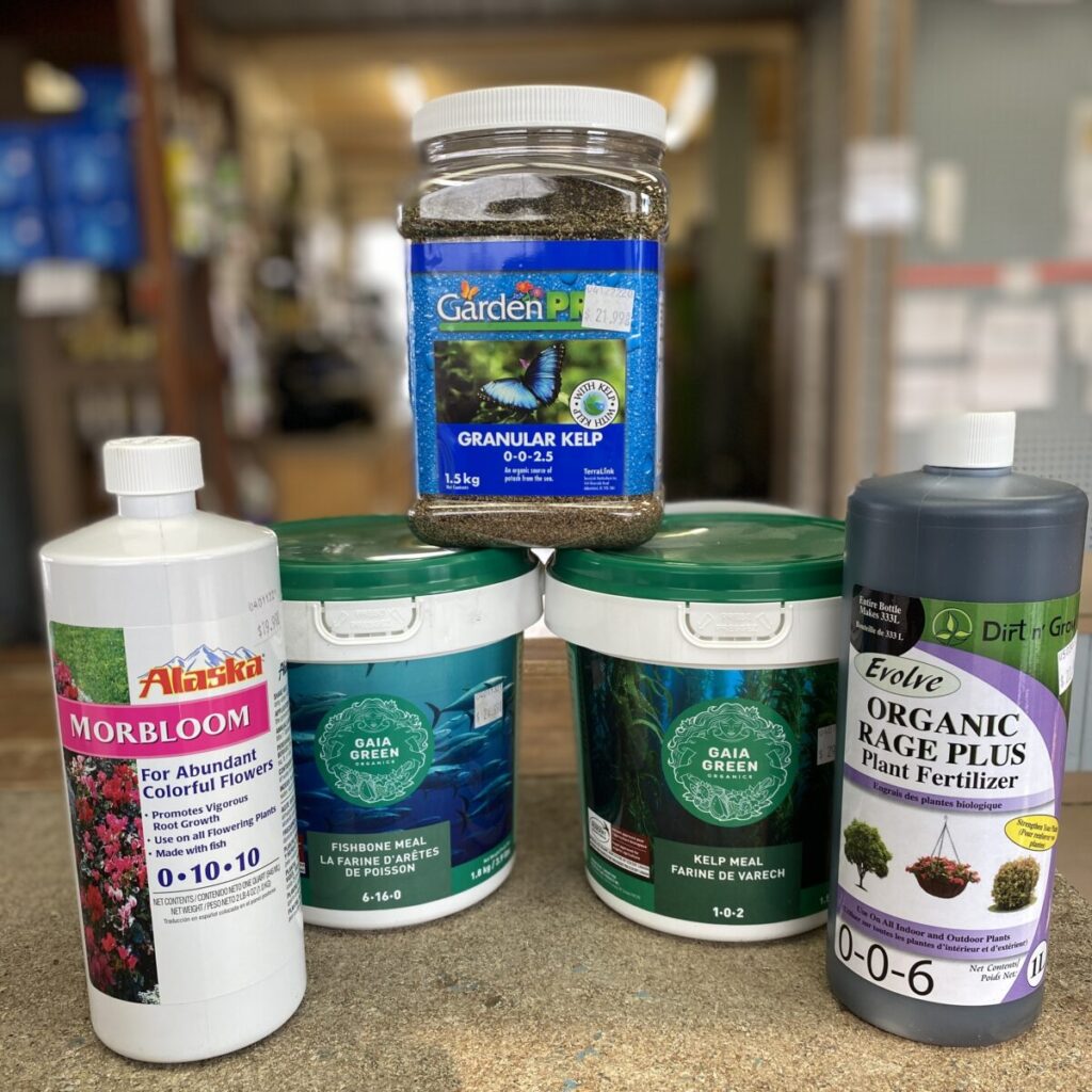 When is it time to transplant your indoor tropical plants? › Anything Grows