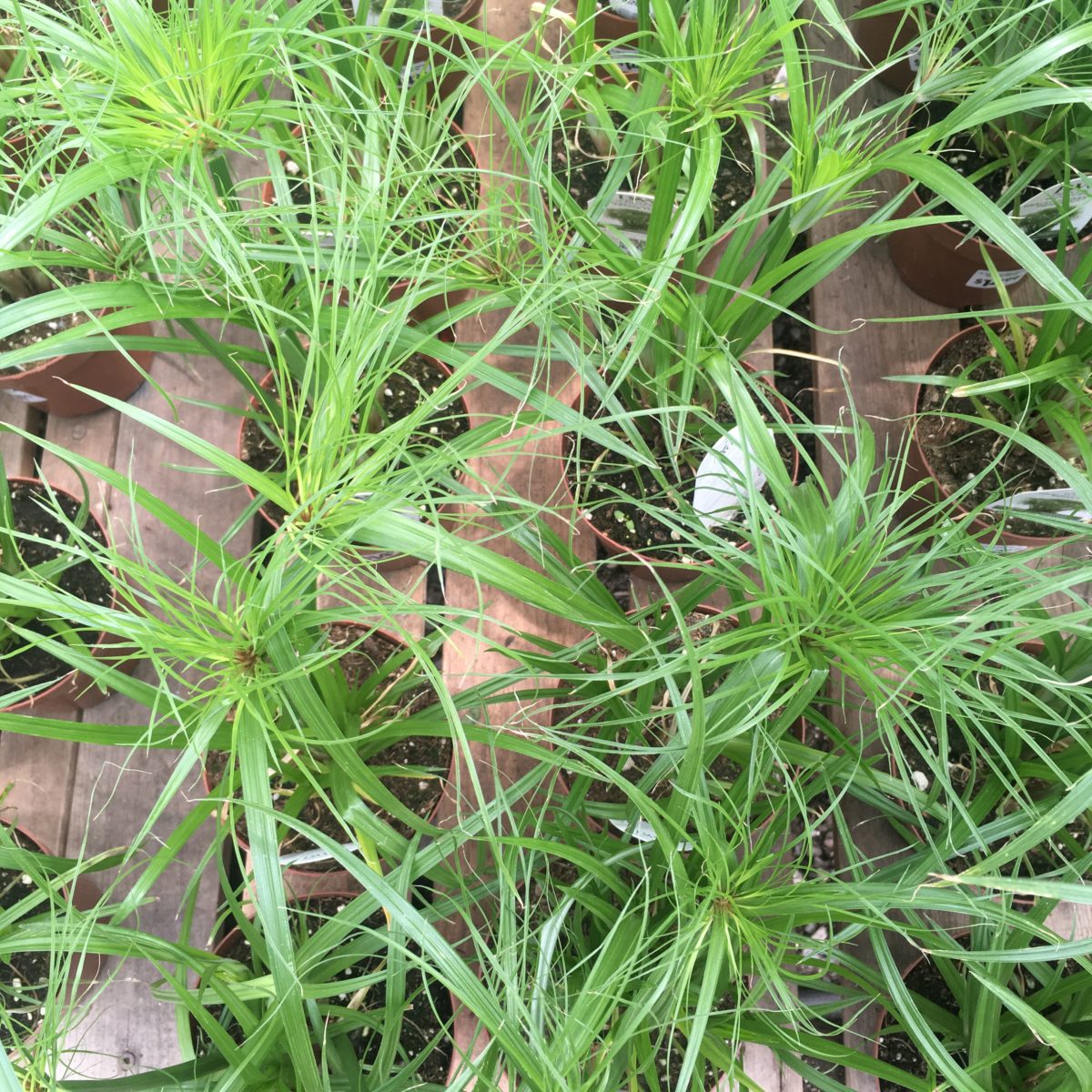 Prince Tut Ornamental Grass › Anything Grows