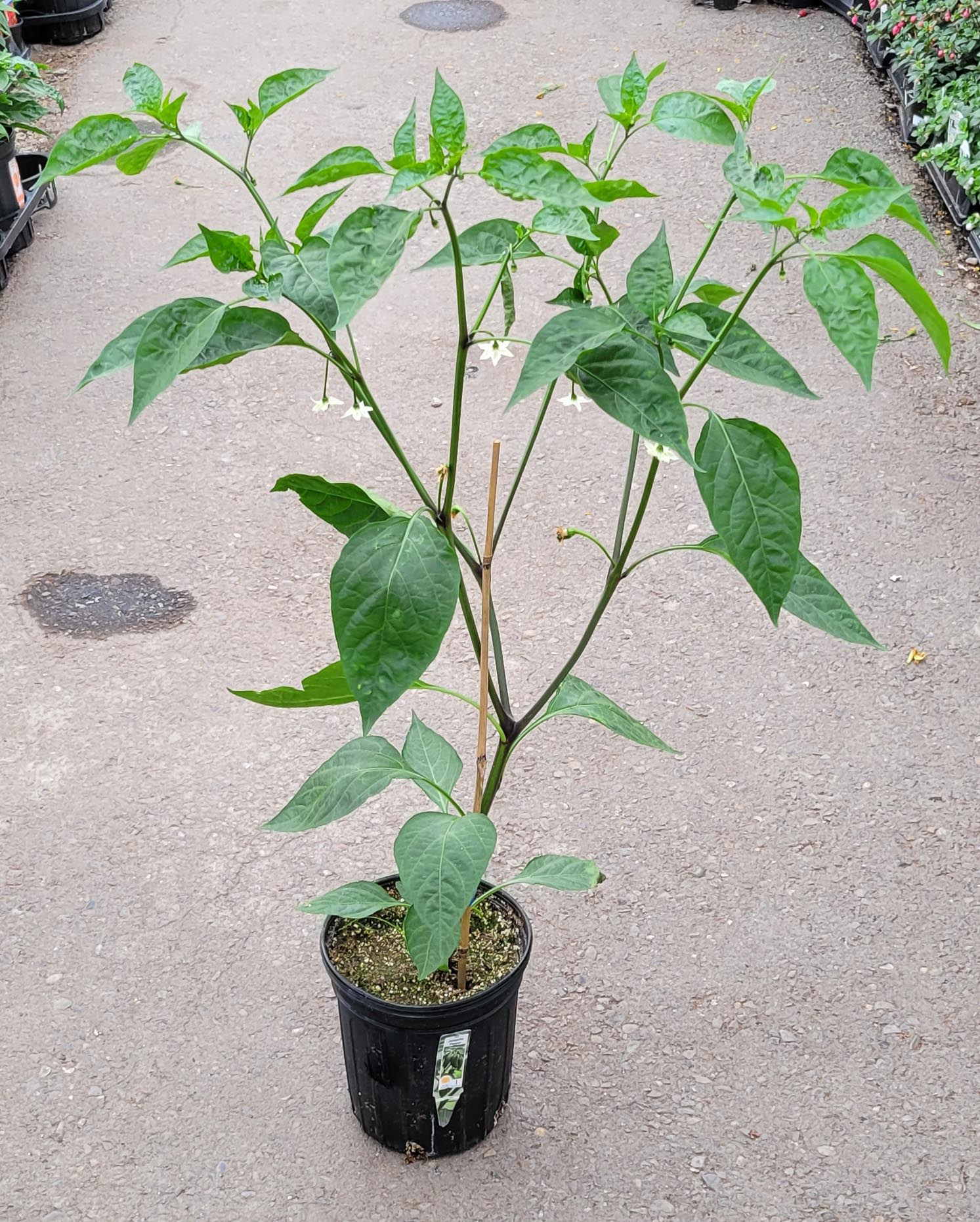 Large Pepper Plants (1 gallon pots) Veggies › Anything Grows