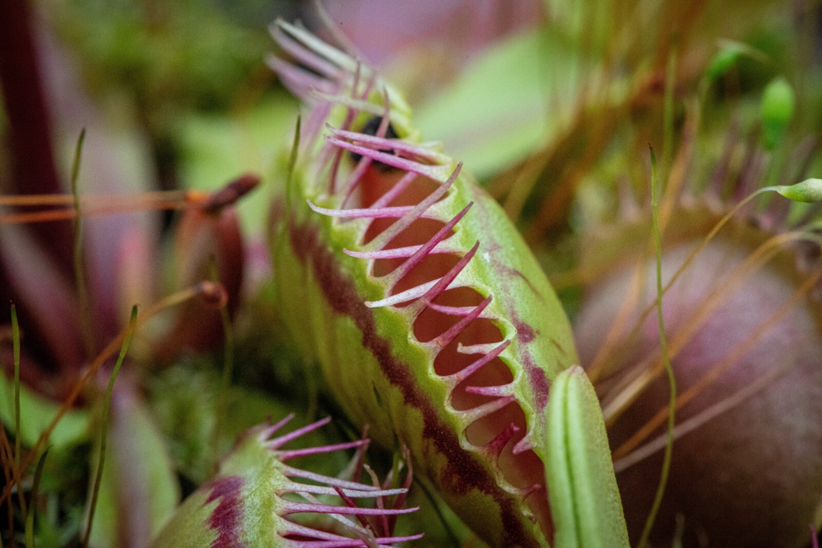 How to Grow and Care for Venus Fly Trap Plants › Anything Grows