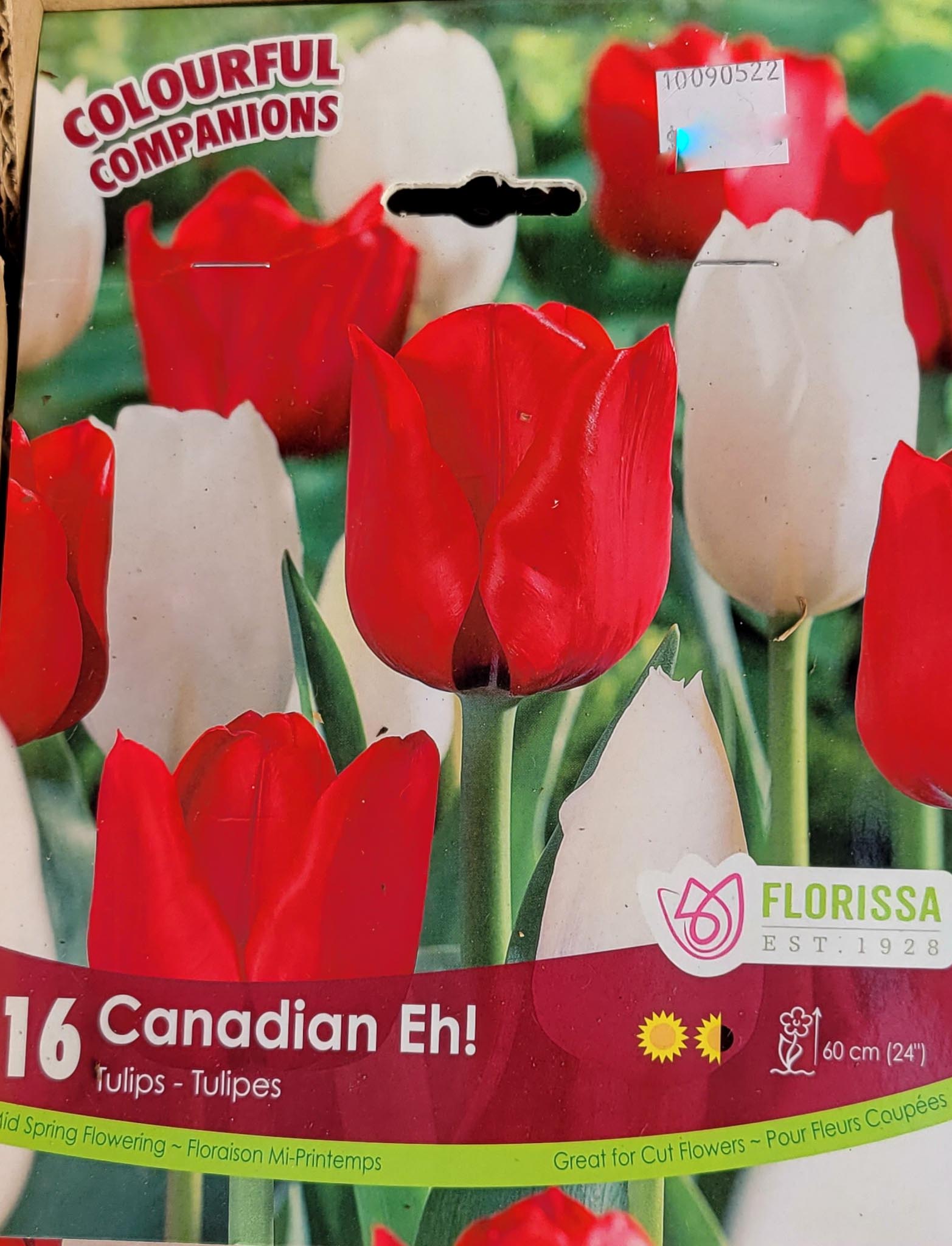 Tulips Canadian Eh! › Anything Grows