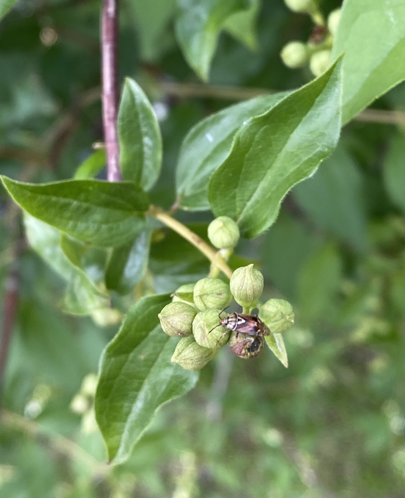 Bug Series How To Deal With Lygus Bugs › Anything Grows