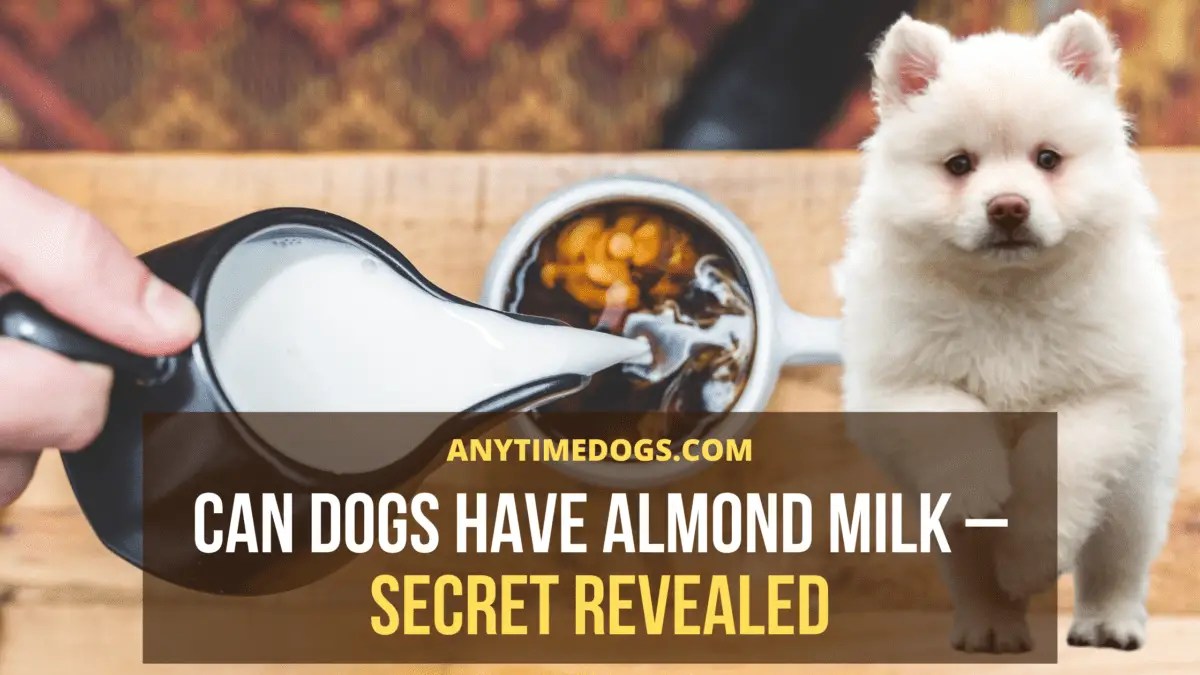 Can Dogs Have Almond Milk? Secret Revealed AnyTimeDogs