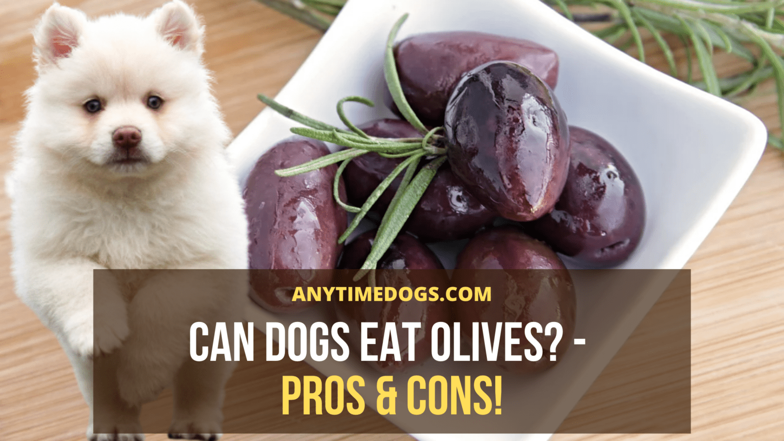 Can Dogs Eat Olives? Why Are Olives Bad For Dogs? AnyTimeDogs