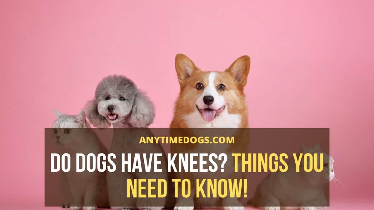 Do Dogs Have Knees? Things You Need To Know! AnyTimeDogs