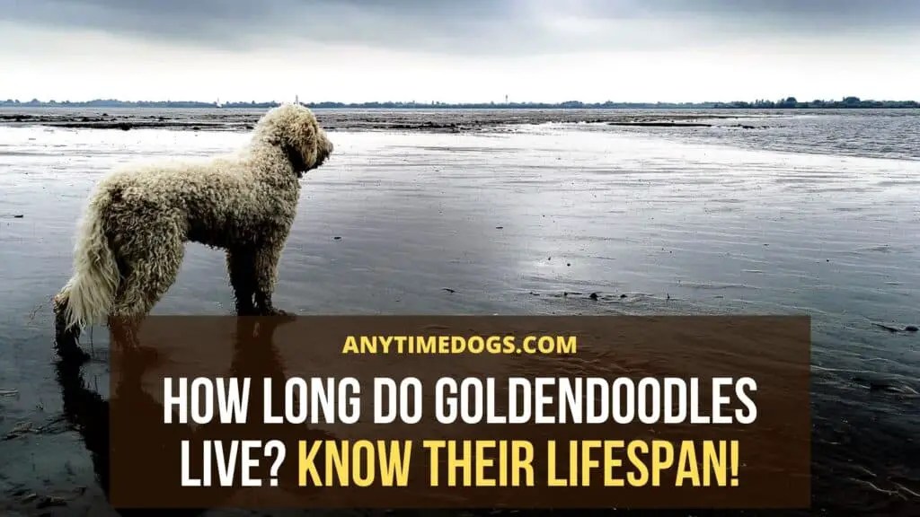 How Long Do Goldendoodles Live? Know Their Lifespan! AnyTimeDogs