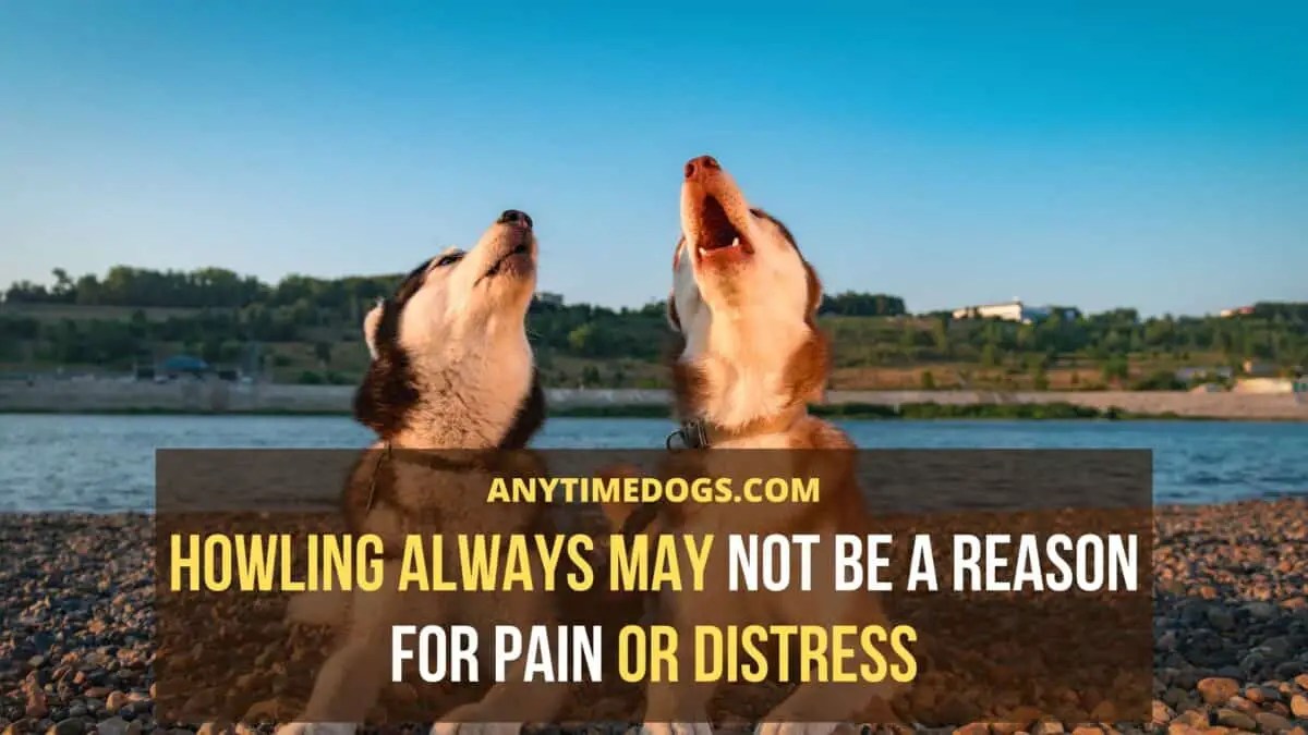 Why Do Huskies Howl 6 Amazing Facts To Know! AnyTimeDogs