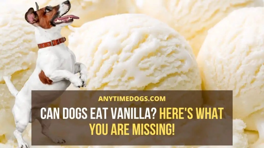 Can Dogs Eat Vanilla? Here's What You Are Missing! AnyTimeDogs