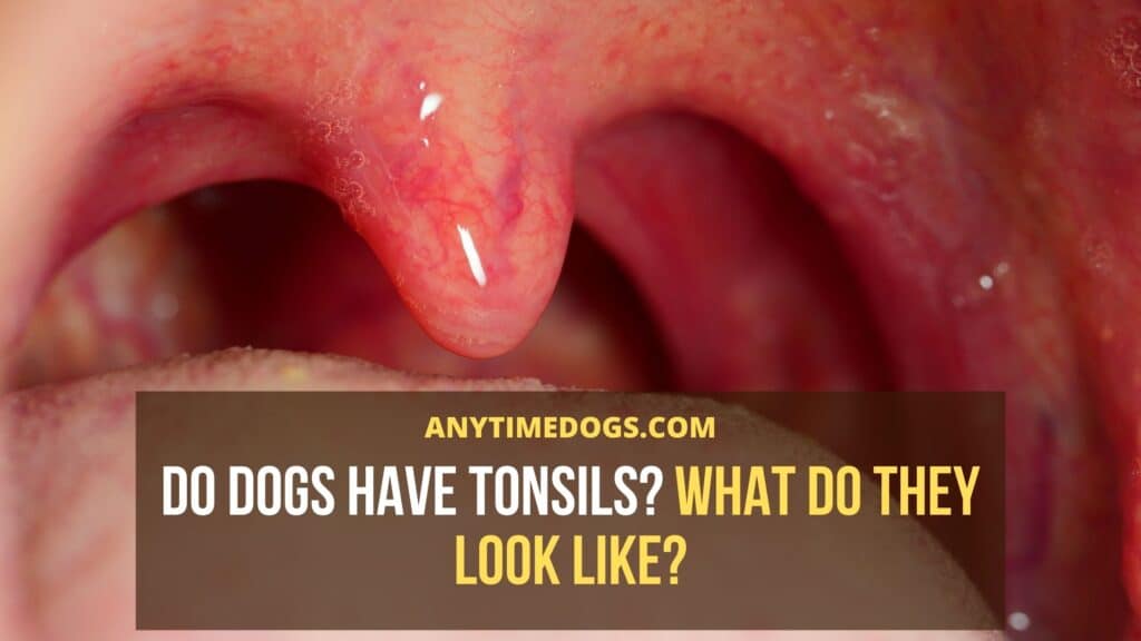 What Causes Swollen Tonsils In Dogs