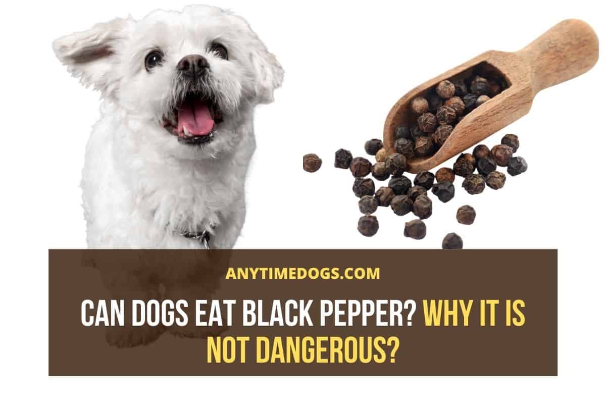 Can Dogs Eat Black Pepper? Why It Is Not Dangerous? AnyTimeDogs