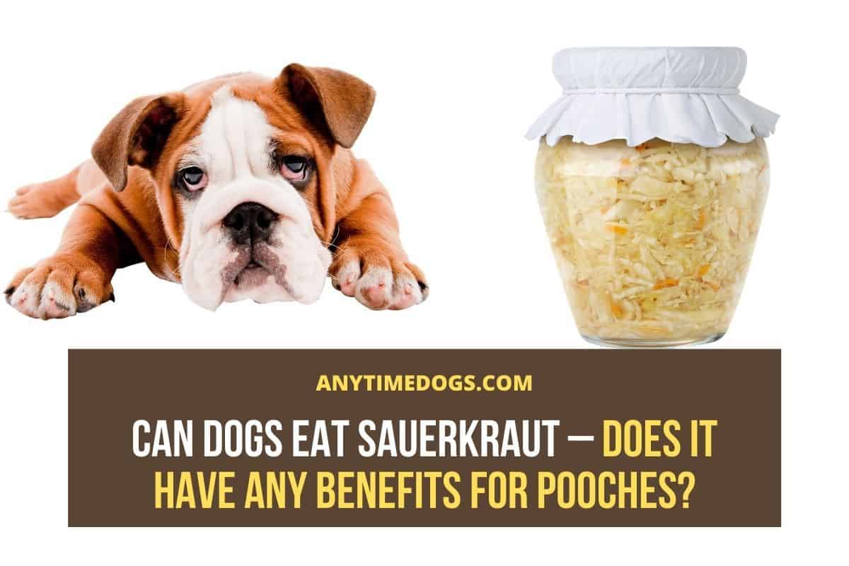 Can Dogs Eat Sauerkraut Does it Have Any Benefits for Pooches? ATD