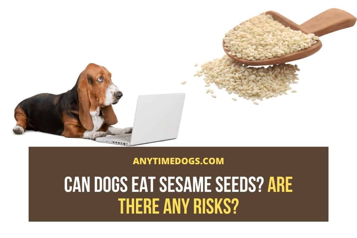 Can Dogs Eat Sesame Seeds? Are There Any Risks? AnyTimeDogs
