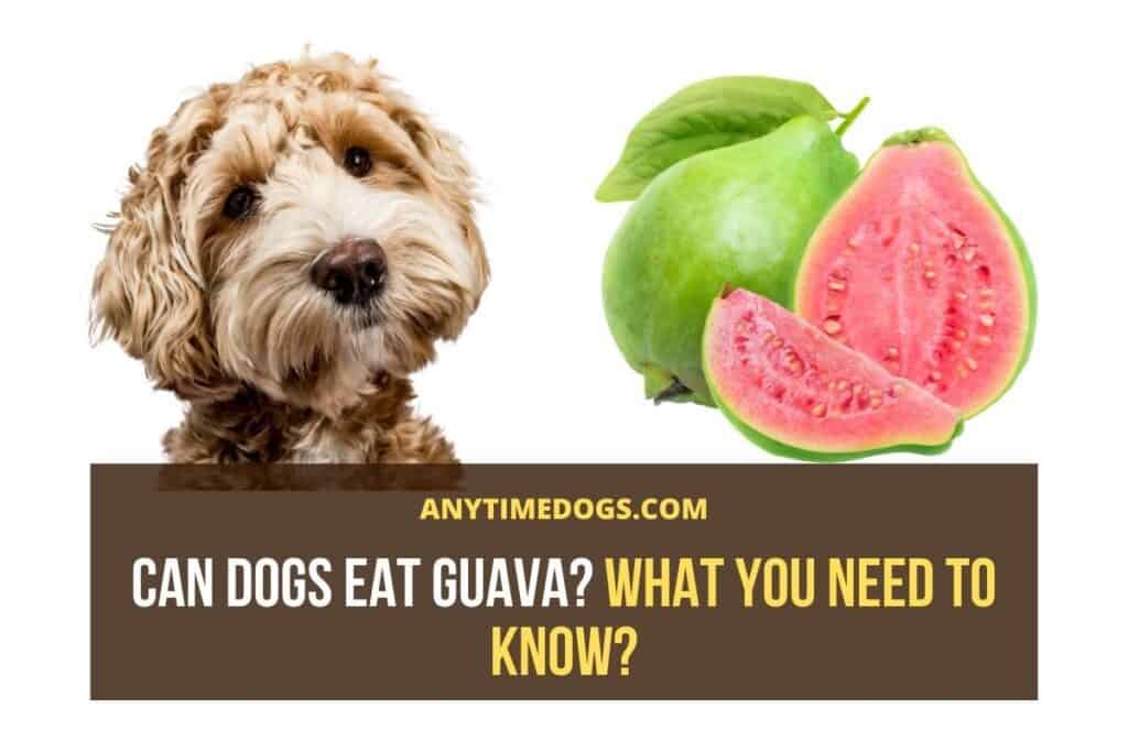 Can Dogs Eat Guava? What You Need to Know? AnyTimeDogs