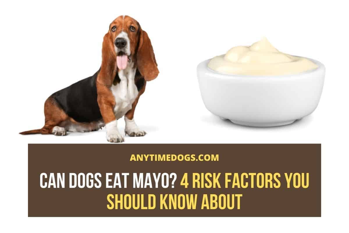 Can Dogs Eat Mayo? 4 Risk Factors You Should Know About ATD