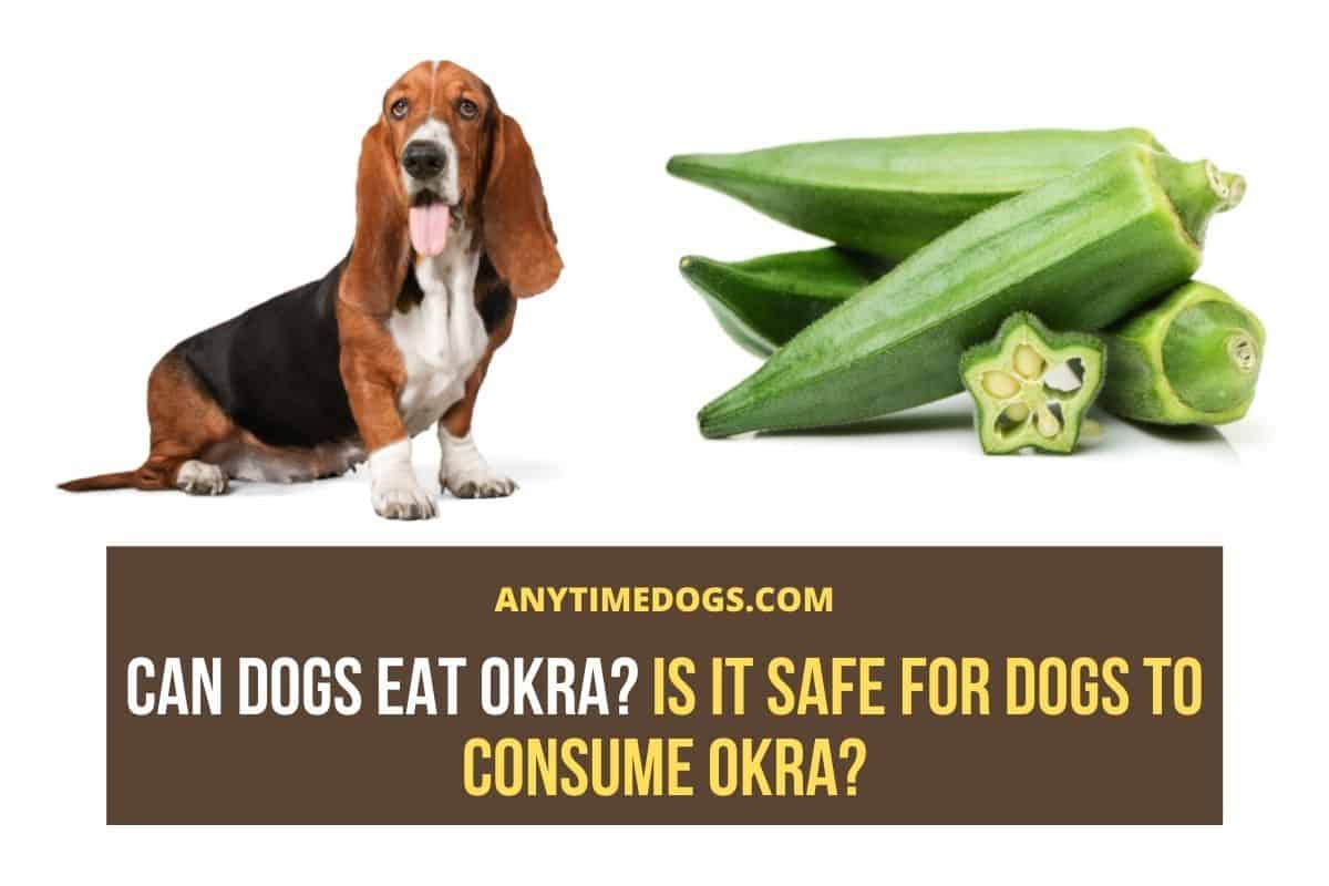 Can Dogs Eat Okra? Is It Safe for Dogs to Consume Okra? AnyTimeDogs