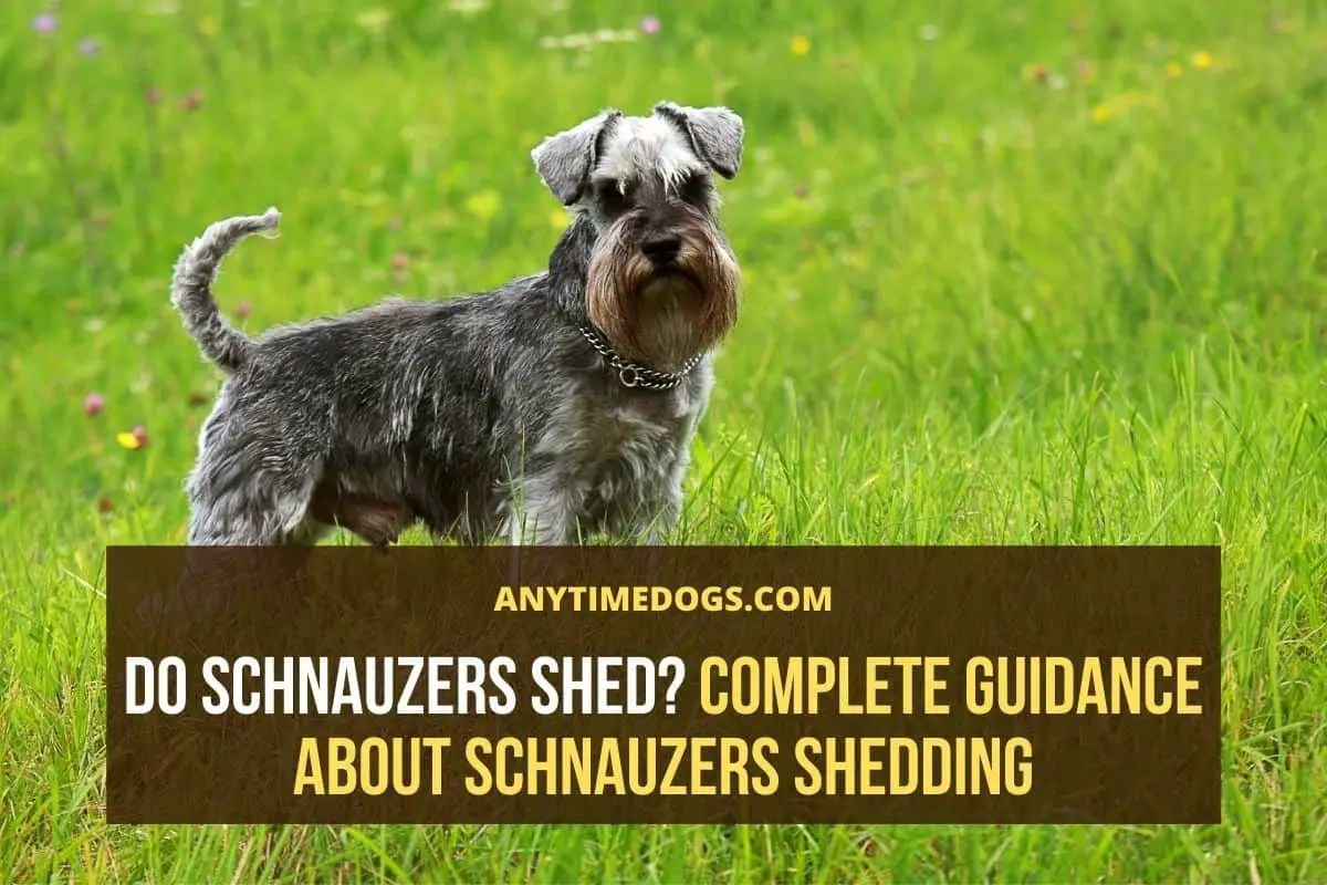 Do Standard Schnauzers Shed