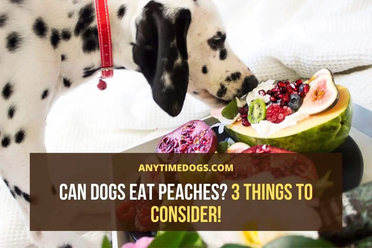 Can Dogs Eat Peaches? 3 Things to Consider! AnyTimeDogs