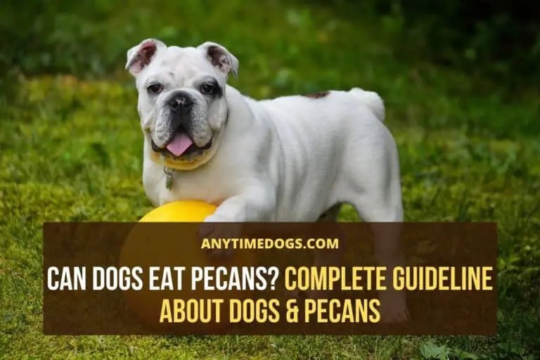 Can Dogs Eat Pecans? Complete Guideline About Dogs & Pecans ATD