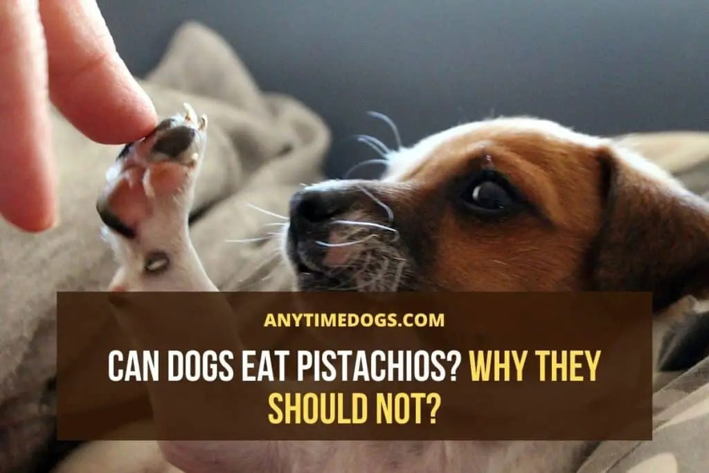 Can Dogs Eat Pistachios? Why They Should Not? AnyTimeDogs