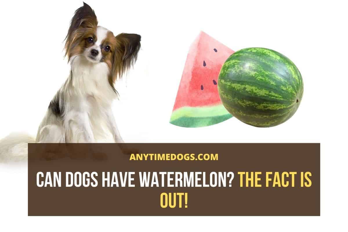 Can Dogs Have Watermelon? The Fact Is Out! AnyTimeDogs