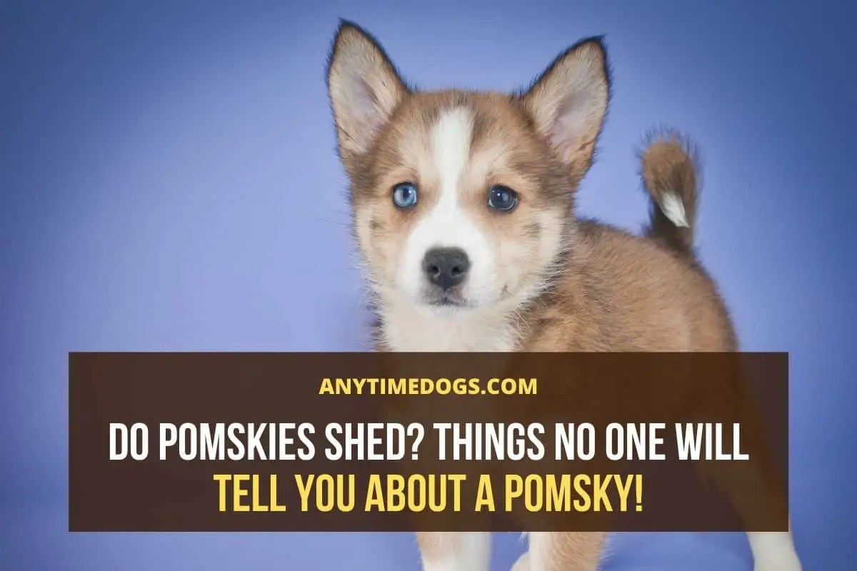 Do Pomskies Shed? Things No One Will Tell You About a Pomsky! ATD