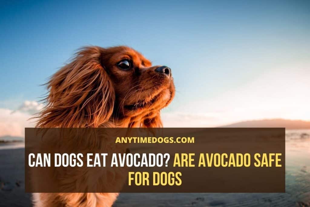Can Dogs Eat Avocado? Are Avocado Safe for Dogs AnyTimeDogs