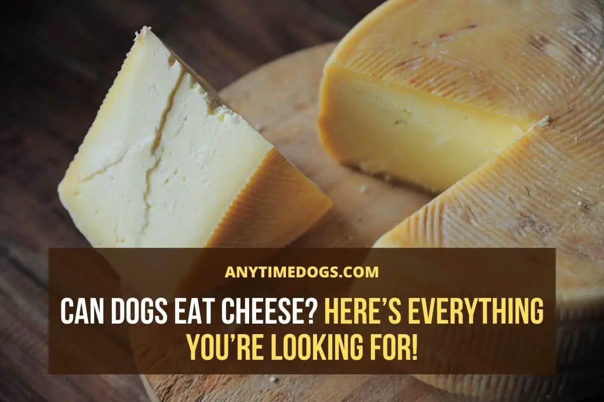 Can Dogs Eat Cheese? Here’s Everything You’re Looking for! ATD