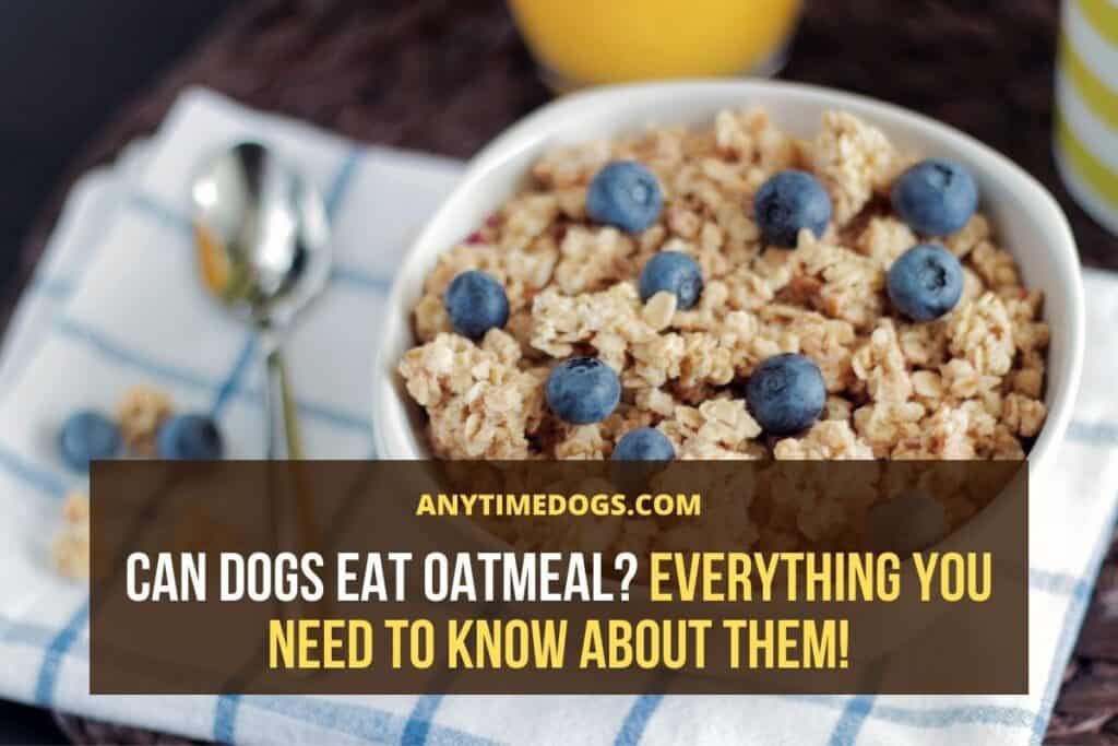 Can Dogs Eat Oatmeal? Everything You Need to Know About Them! ATD