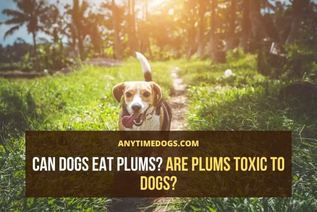 Can Dogs Eat Plums? Are Plums Toxic to Dogs? AnyTimeDogs