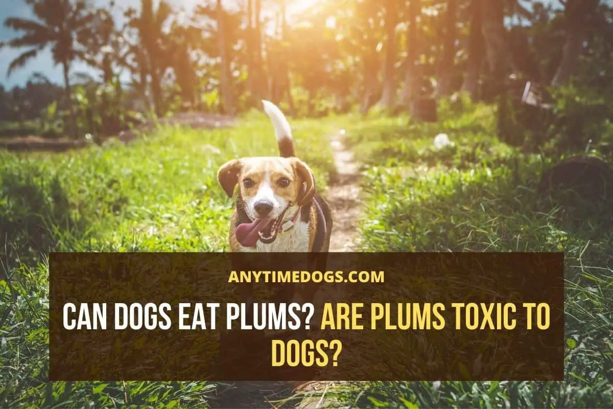 Can Dogs Eat Plums? Are Plums Toxic to Dogs? AnyTimeDogs