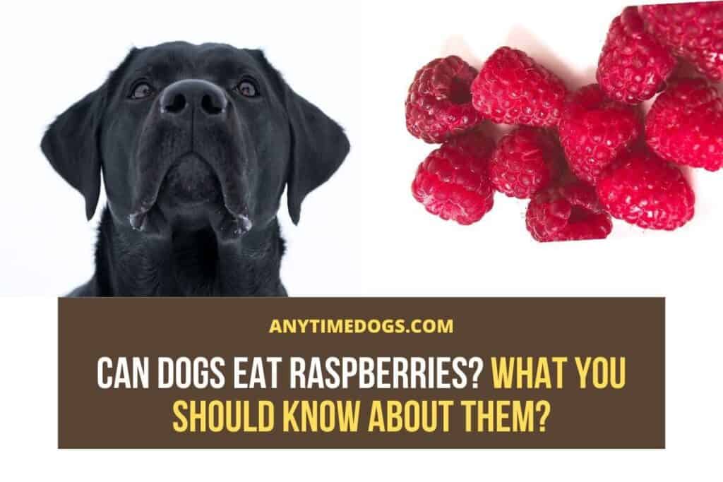 Can Dogs Eat Raspberries? What You Should Know About Them? ATD