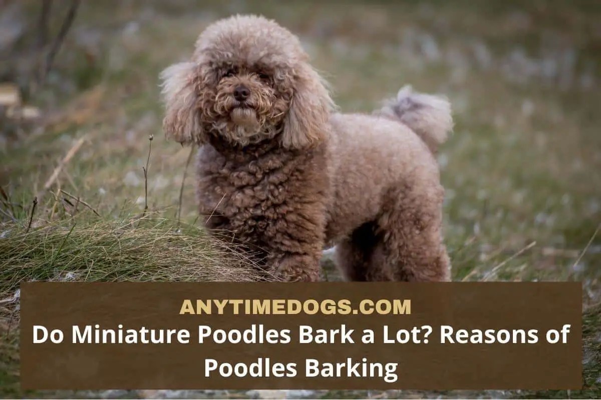 Do Miniature Poodles Bark a Lot? 6 Reasons of Poodles Barking AnyTimeDogs