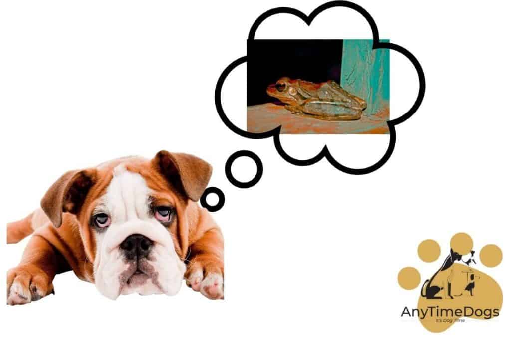 Can Dogs Eat Frogs? If Yes. Is It Good Or Not? AnyTimeDogs