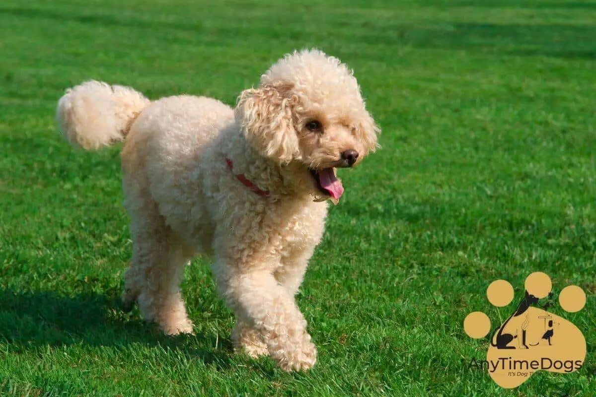 How much should a poodle weigh? (Check For Detailed!) AnyTimeDogs