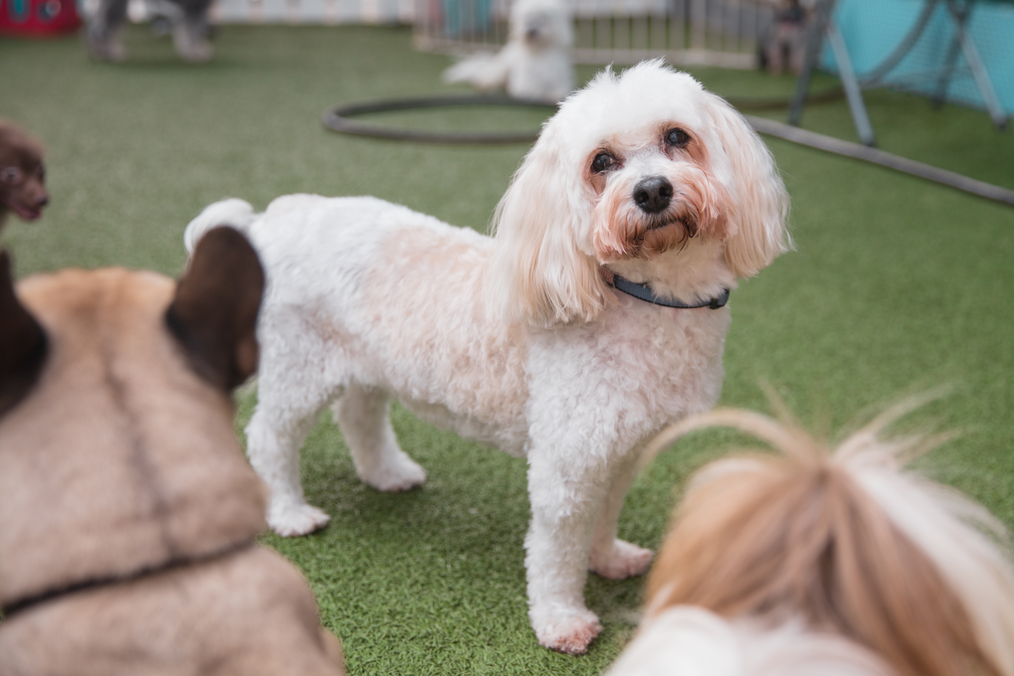 Gallery Korob Dog Hotel in Houston, TX