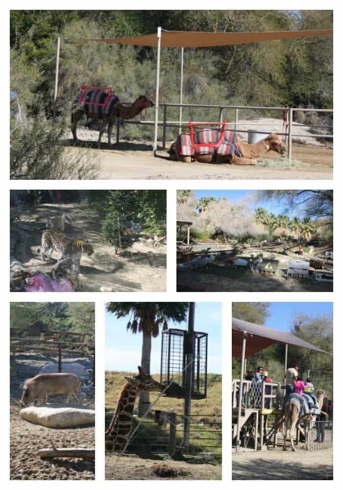 Living Desert Zoo Any Tots