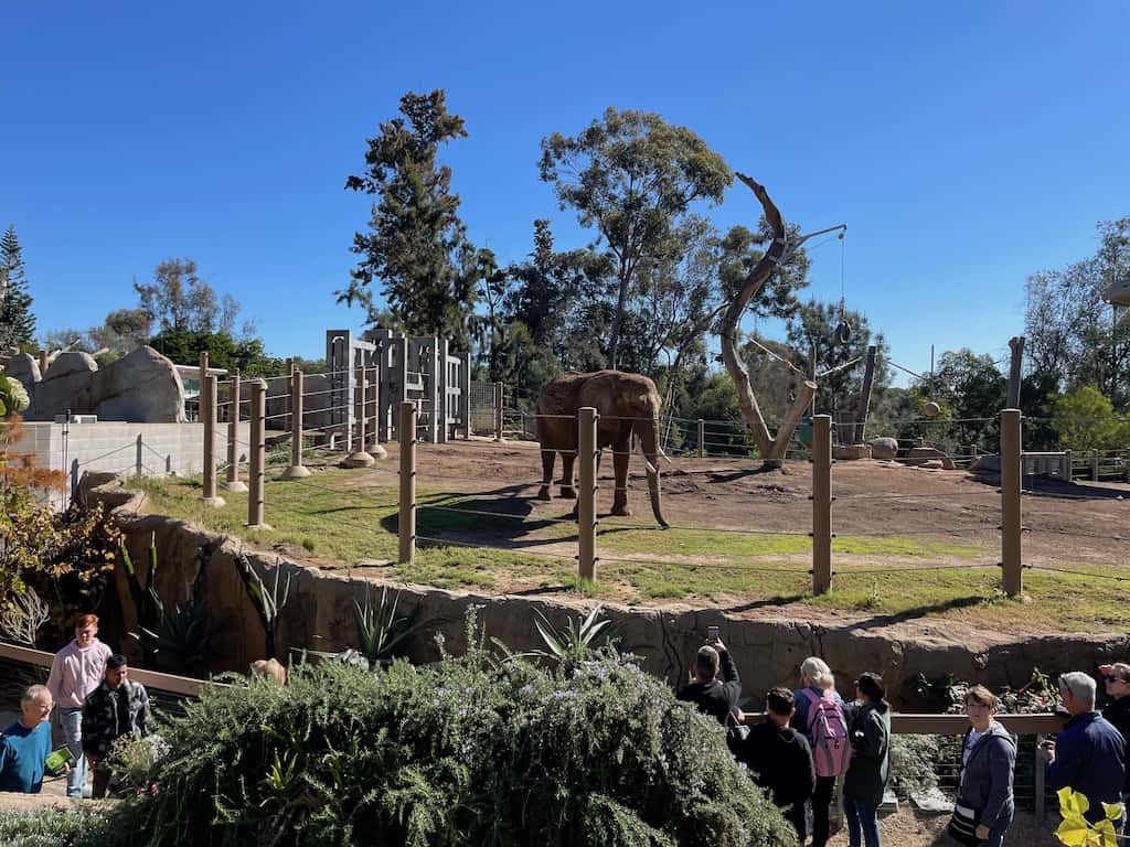 San Diego Zoo Tips + Walking Route Any Tots