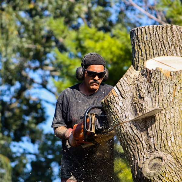 Tree Removal Cumming GAAny Tree Removed Any Tree Removed