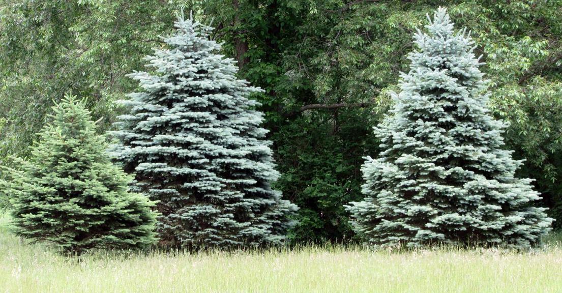 Auction Ohio Three Pine Trees