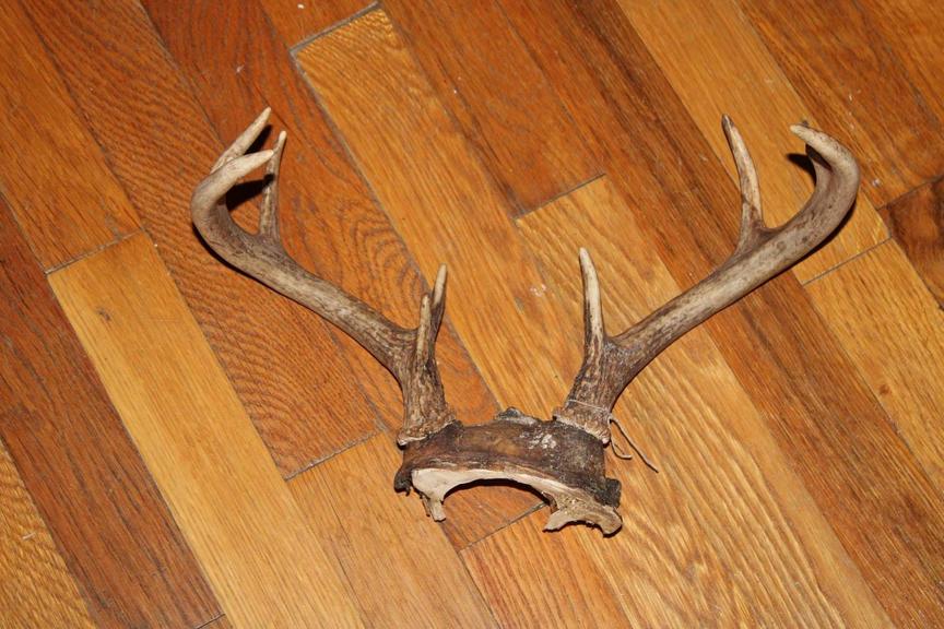 Auction Ohio Antlers