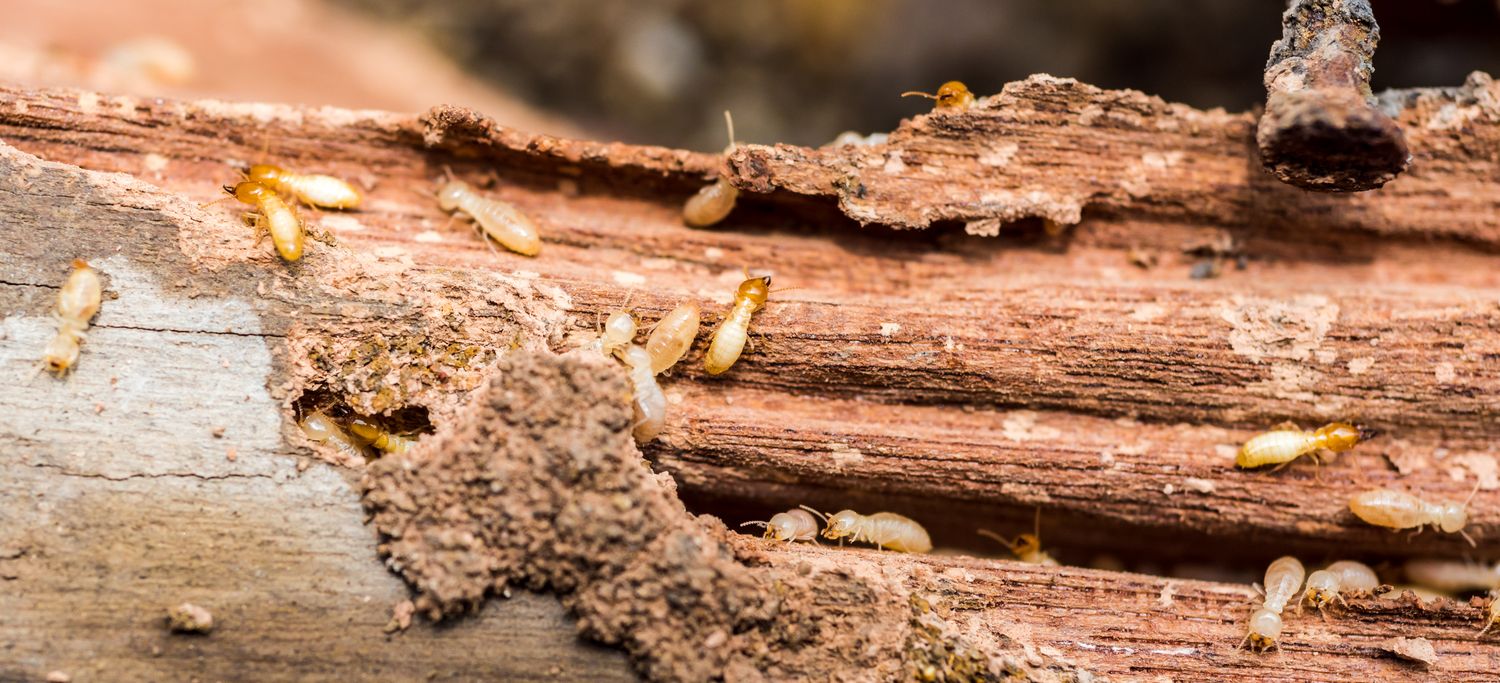 La différence entre les termites Réticulitermes et Kalotermes