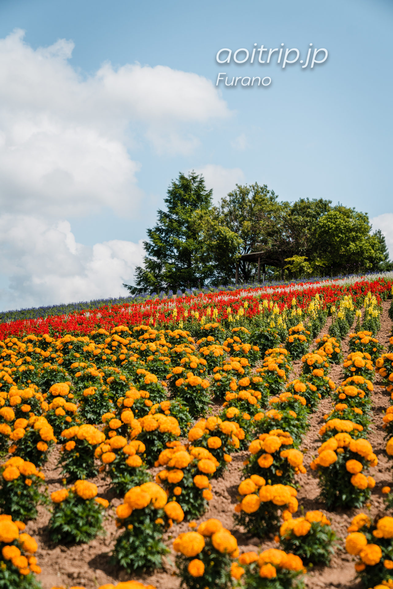 かんのファーム 上富良野町｜Kanno Farm, Kamifurano あおいとりっぷ