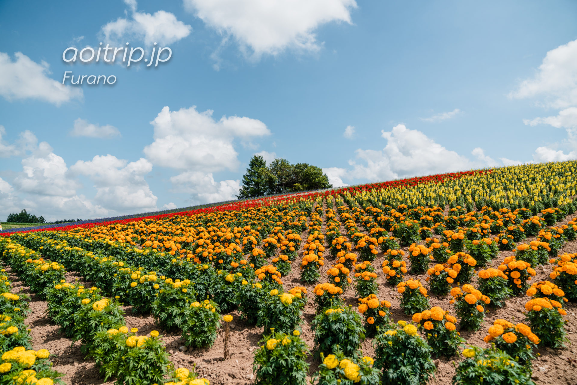 かんのファーム 上富良野町｜Kanno Farm, Kamifurano あおいとりっぷ